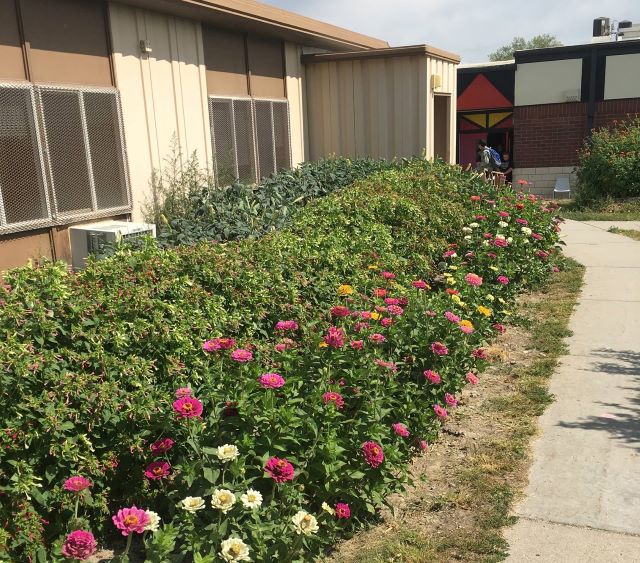 hedge row of flowers outside the school